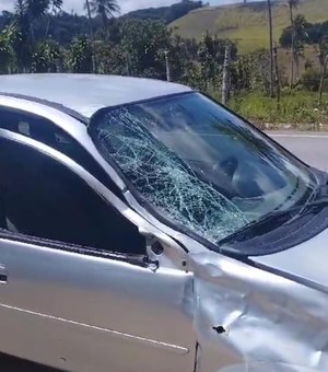 Boi invade pista e provoca acidente em Porto Calvo