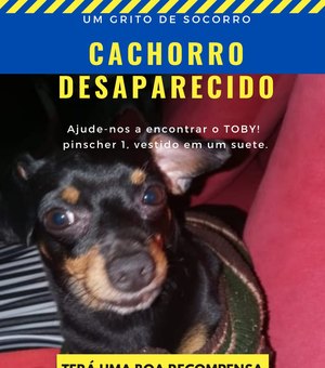 Família Arapiraquense pede ajuda para encontrar cachorro desaparecido