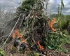 Polícia destrói  mais de 2,8 mil pés de maconha e cumpre 22 mandados em AL e PE