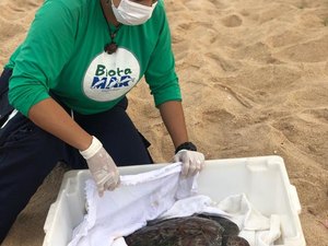 Em 8 horas, segunda tartaruga é encontrada viva na orla da capital