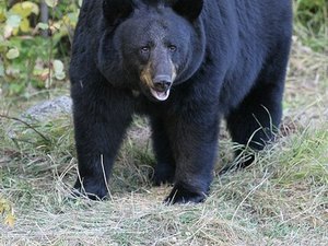 Homem de 70 anos é decapitado após ataque de urso no Japão