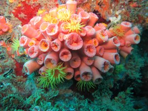 Coral invasor ameaça meio ambiente e pode deixar praias ‘feias’ em AL