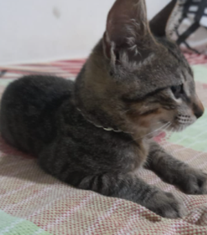 Gato com corrente  prateada é encontrado no bairro Itapoã, em Arapiraca