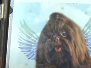 Inquérito é instaurado pela Policia Civil para investigar morte de animal após ingerir ração