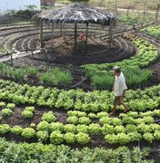 Prefeitura de Palmeira ensinará técnicas para quintais produtivos