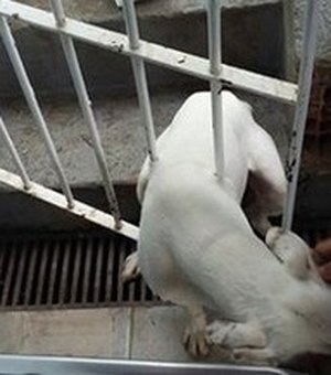 Cachorro fica preso em portão de residência no Baixo São Francisco
