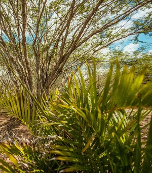 Prefeitura de Arapiraca alerta sobre queimadas e descarte irregular de lixo