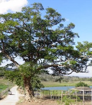 De uma árvore ao coração de Alagoas: Arapiraca celebra sua história e conquistas