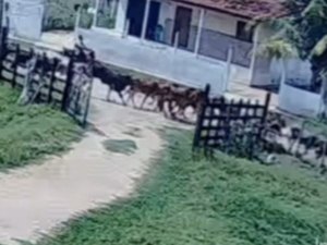 [Vídeo] Menino de 11 anos salva primo de apenas cinco de ser atropelado por manada de bois em AL