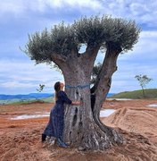 Giovanna Ewbank mostra árvore de 300 anos que ganhou de Natal
