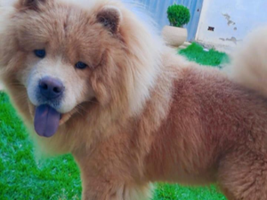 Família procura cachorro que desapareceu no bairro Planalto, em Arapiraca