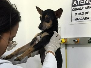 Polícia Civil resgata cadela após denúncia de abuso e maus tratos em Maceió