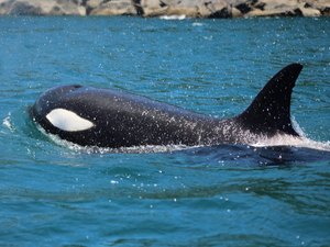 Grupo de oito orcas é avistado em Ilhabela, SP