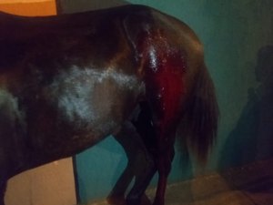 [Atualizada] Cavalo é atingido durante ação da polícia no combate ao tráfico de drogas, em Arapiraca