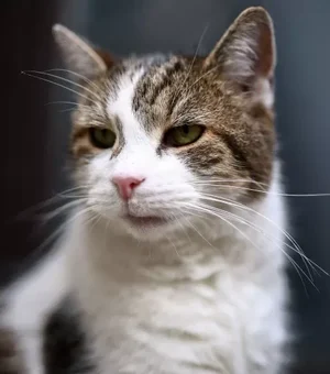 Gato mais famoso da política britânica tem rival russo e plano para funeral