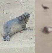 Mistério cerca morte de 'Leôncio': elefante-marinho é encontrado partido ao meio no litoral sul de AL
