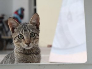 Animais domésticos precisam de cuidados diferentes durante a quarentena