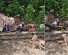 [Vídeo] Cadelinha e filhotes são abandonados em estrada de Arapiraca; moradores pedem resgate
