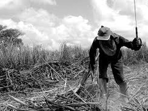 Flagrantes de trabalho escravo em Alagoas chegaram a 90 em 2018