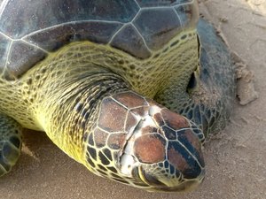 Tartaruga ferida é encontrada na praia da Jatiúca, em Maceió 