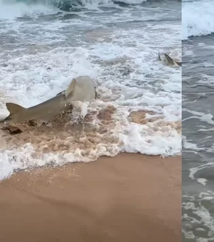 Praia com tubarões em Fernando de Noronha viraliza após ataques em PE