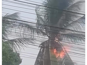 Coqueiro pega fogo após ser atingido por raio em Arapiraca