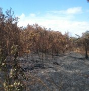 IMA investiga causa do incêndio que atingiu mata em Marechal Deodoro