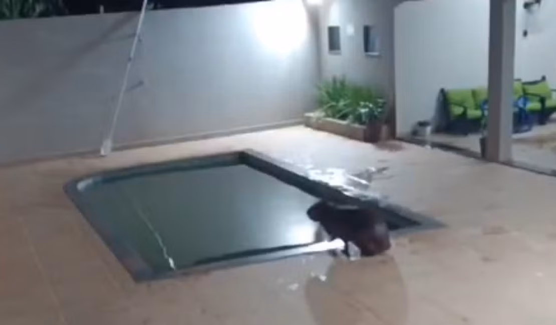 Capivara invade casa e dá mergulho em piscina antes de ser capturada, no Paraná
