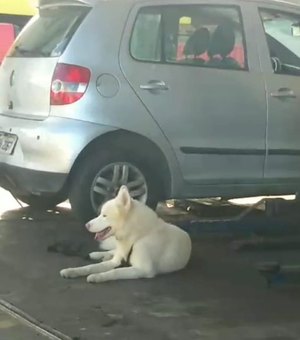 [Vídeo] Funcionário de oficina resgata cachorro na Av. Juca Sampaio