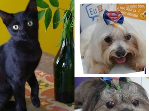 Eva Black, Luis Carlos Prestes e Frederico da Prússia são gata e cães desaparecidos em Arapiraca 