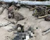 Mais um pinguim encalha morto no litoral de Alagoas