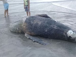 Filhote de baleia Jubarte é encontrado morto na Praia de Pajuçara