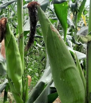 Arapiraca investe no plantio do milho irrigado e safra pode chegar a 250 toneladas