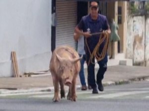 Porco descontrolado causa tumulto nas ruas do Centro de Maceió