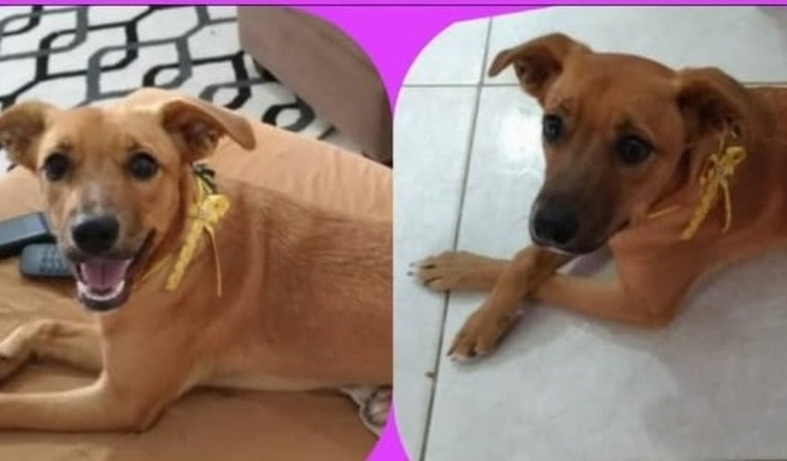 Família procura por cadela desaparecida desde o sábado (3) em Arapiraca