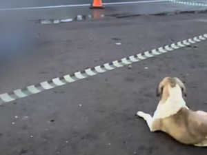 Cachorro permanece em rodovia em que tutora foi atropelada