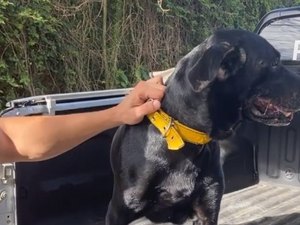 Polícia resgata cachorro que ficava preso para transfusões sanguíneas