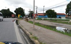 Somente na manhã de hoje, a Polícia Rodoviária Federal (PRF) retirou da BR 104, em Alagoas, 12 animais que colocavam em risco os usuários da via.