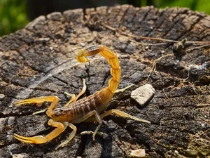 Criança de 6 anos morre após ser picada por um escorpião