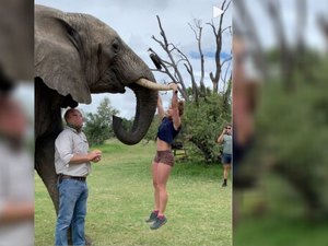 Empresária gera revolta ao fazer flexões nas presas de elefante