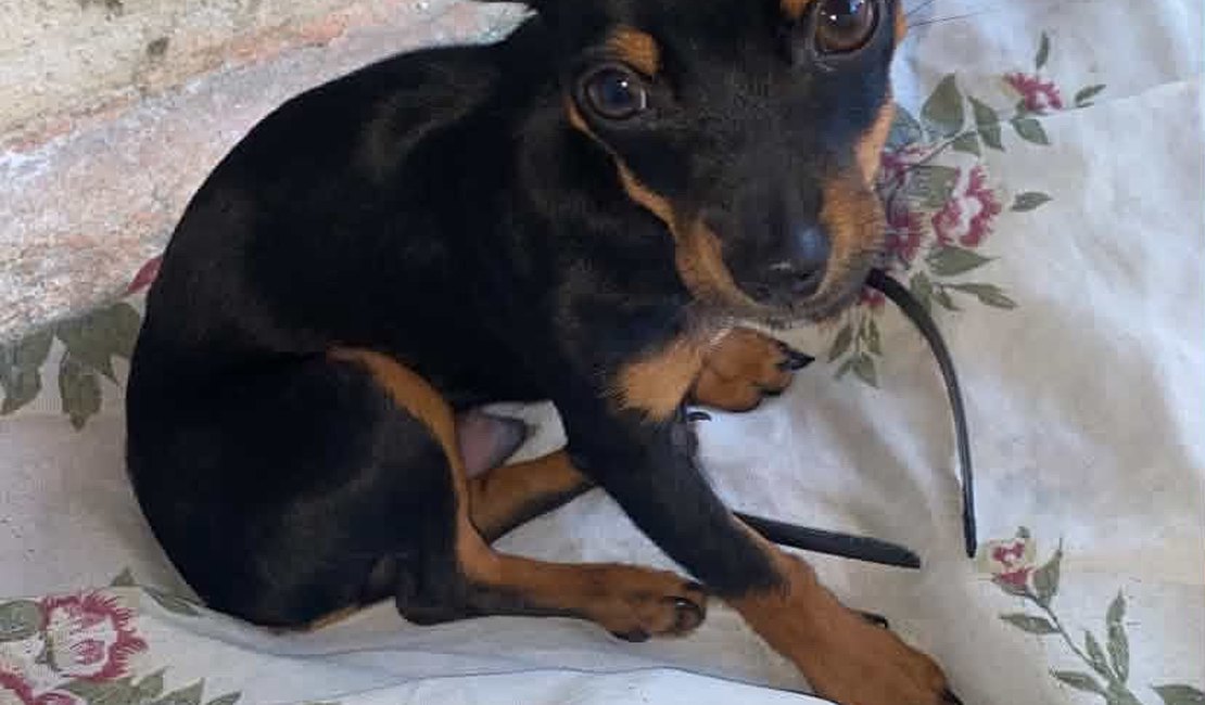 Família procura cachorro desaparecido em Arapiraca após possível fuga