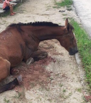Cavalo morre após ser esfaqueado por criminoso em Penedo