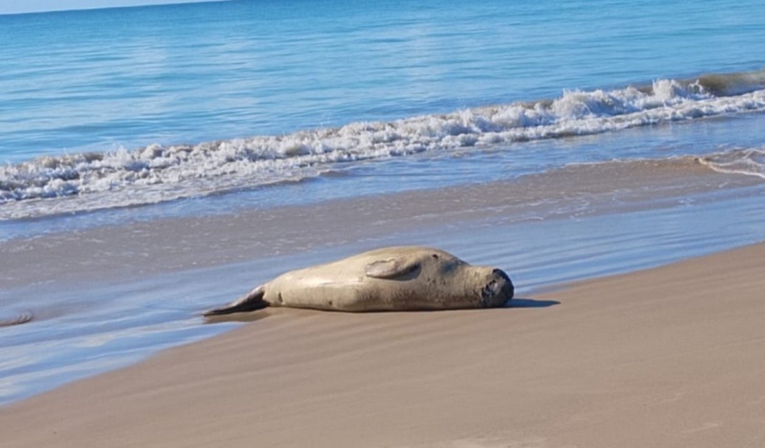 Não quer ir embora: elefante-marinho decide permanecer na Barra de Santo Antônio e segue sendo monitorado