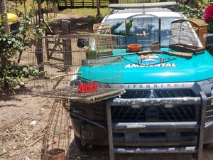 Batalhão Ambiental apreende arma de fogo e resgata animais silvestres em Limoeiro de Anadia