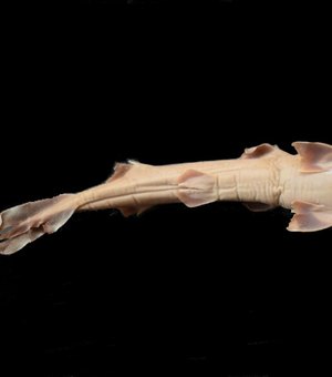 Tubarão de duas cabeças é achado no litoral de SP e intriga pesquisadores