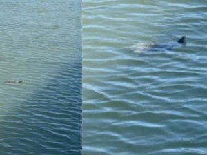 Animal aquático é visto nadando nas águas do Riacho Salgadinho