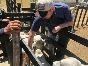 Alagoas bate meta e vacina 96% do rebanho contra a aftosa