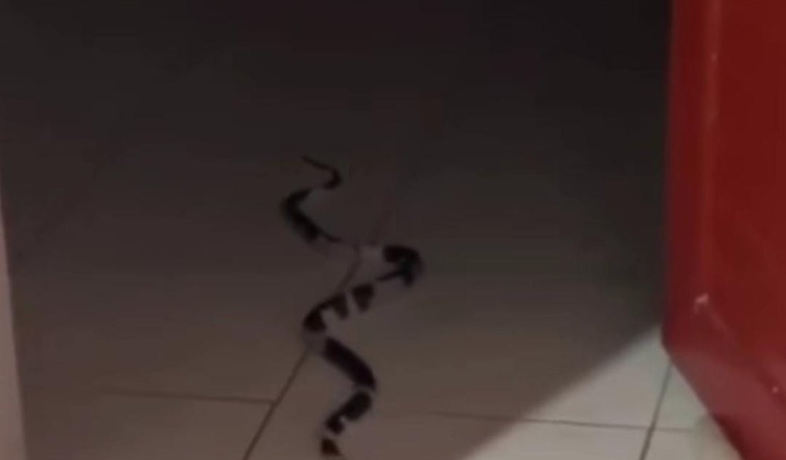 Moradores se assustam ao encontrar cobra dentro de casa na parte alta de Maceió