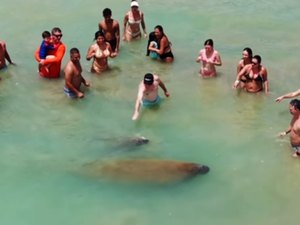 Crime ambiental: banhistas são flagrados cercando peixes-boi na praia de AL