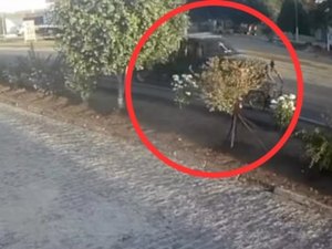 Idoso que trafegava de bicicleta é atropelado por caminhonete em Arapiraca